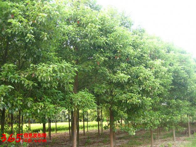 江西九江泽景苗木是一家集苗木种植,苗木研究,园林绿化,园林工程设计